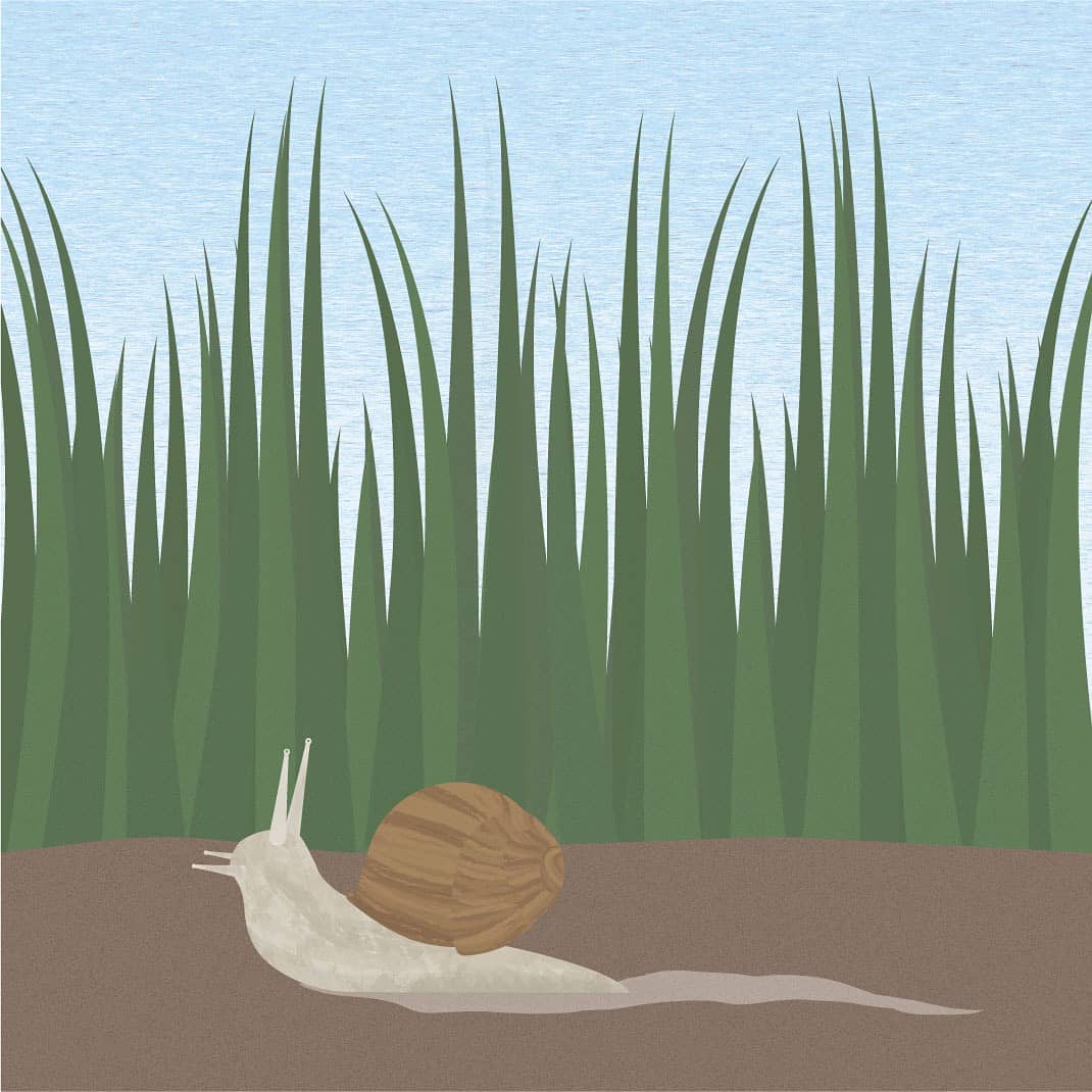 Illustration Snail